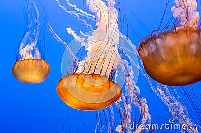 Black Sea Nettle