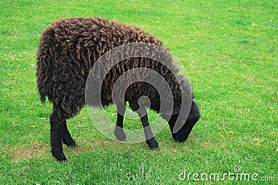 Black sheep - Ouessant sheep