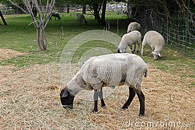 Black Sheeps