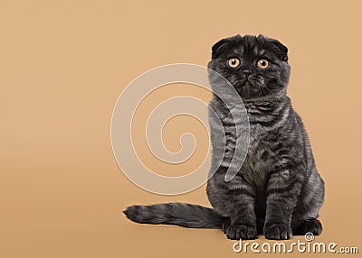 Black smoke scottish fold kitten on light brown background