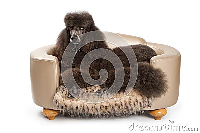 Black Standard Poodle dog on Luxury Bed