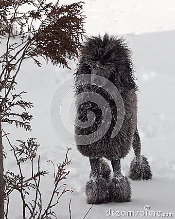 Black Standard Poodle in snow
