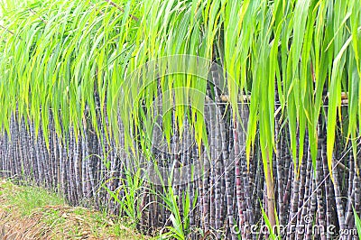 Black sugarcane plant row