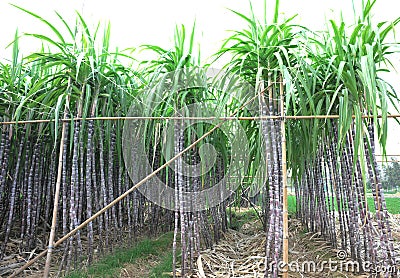Black sugarcane in rows