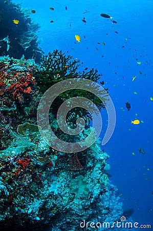 Black sun coral and reef fishes in Banda, Indonesia underwater photo