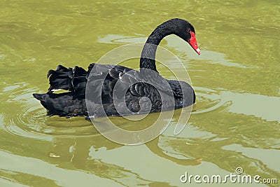 Black swan