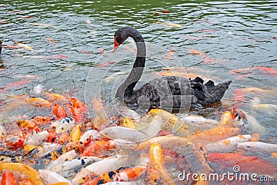 Black swan and fish