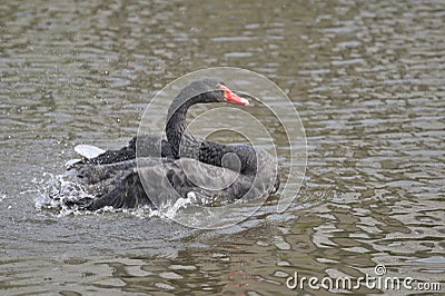 The black swan