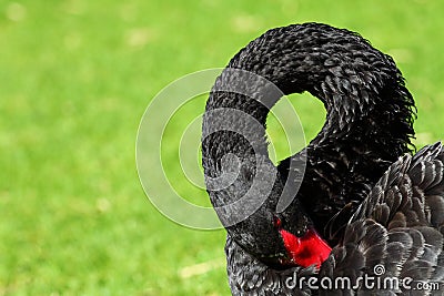 Black Swan over green grass