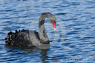 Black Swan