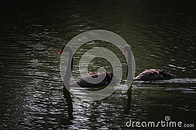 Black swans, dark water
