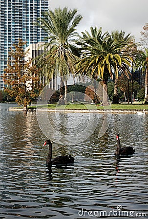 Black Swans at Eola Lake, Orlando