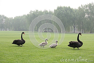 Black swans family