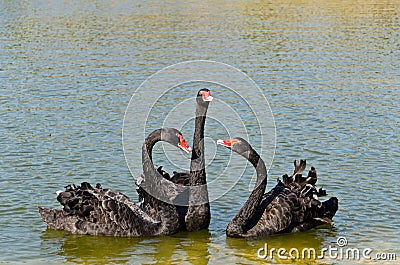 Black Swans on lake