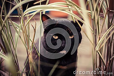 Black tabby cat eating plants