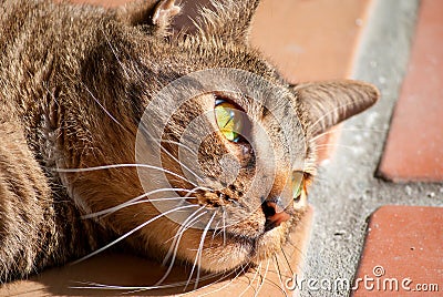 Black tabby cat with green eyes in sunshine