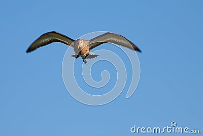 Black-tailed Godwit bird flying