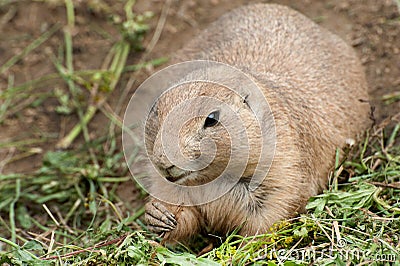 Black-tailed Prairie Dog