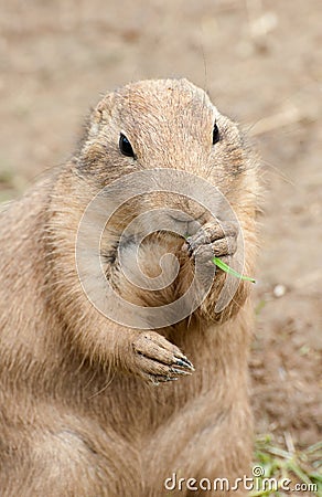 Black-tailed Prairie Dog