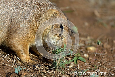 Black-tailed Prairie Dog, Cynomys ludovicianus