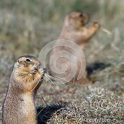 Black-tailed Prairie Dog, Cynomys ludovicianus