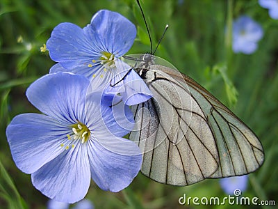 Black-veined white on flower.