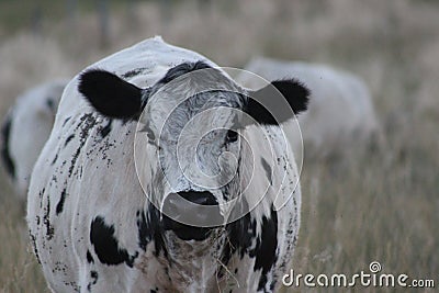 Black and White Beef Cow