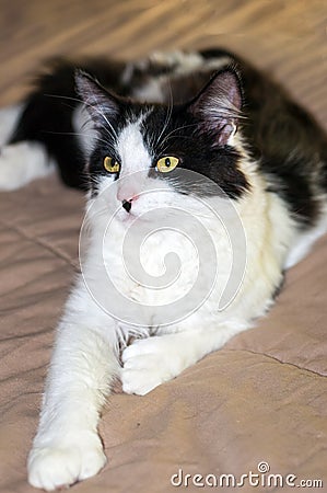 Black and White Bicolour Polydactyl Cat