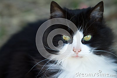 Black and white cat