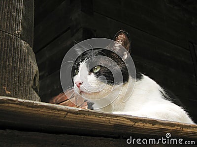 Black and white cat