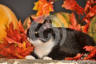 Black and white cat with autumn maple leaves