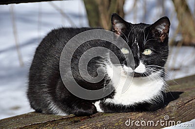 Black and white cat on the bench