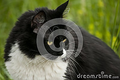 Black and white cat