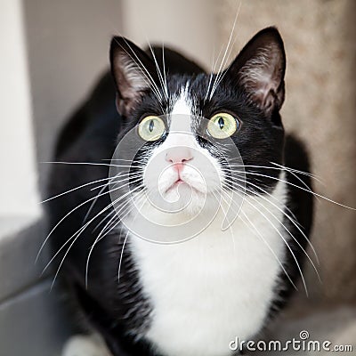Black and White Cat with Green Eyes Looking Up Surprised