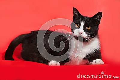 Black and white cat lying on red