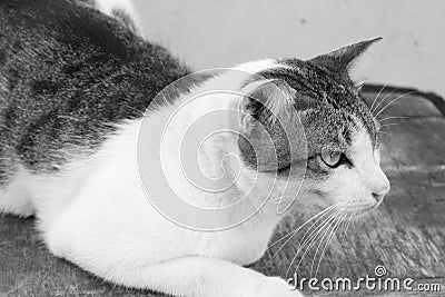 Black-white cat