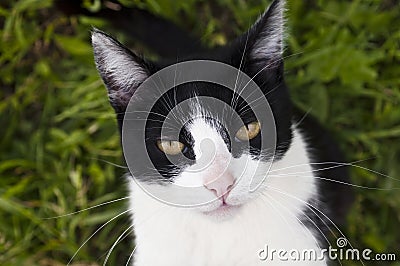 Black and white cat