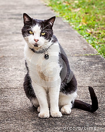 Black and White Cat Sitting and Leaning Sideways on the Sidewalk