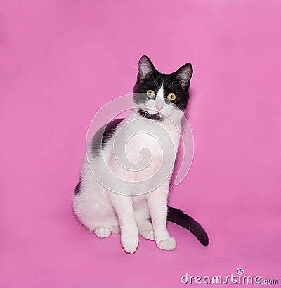 Black and white cat sitting on pink