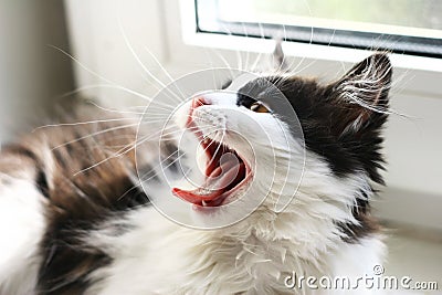 Black and white cat yawning