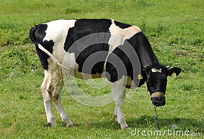 Black White Cow