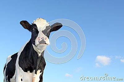 Black and white cow