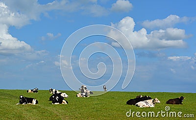 Black and white cows against blue sky