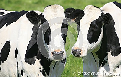 Black and White Cows in Pasture