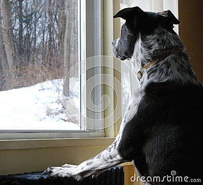 Black & White Dog Looks at snow out the Window