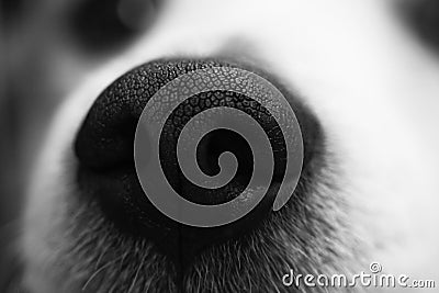 Black and white dog nose