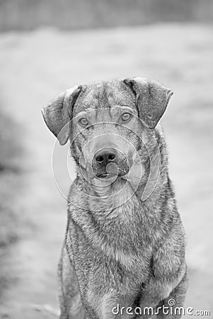 Black and white dog portrait