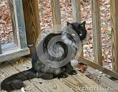 Black and White Feral Cat