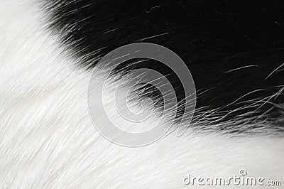 Black and white fur background