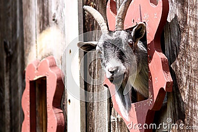 Black and white goat